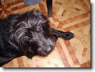 Schnauzer