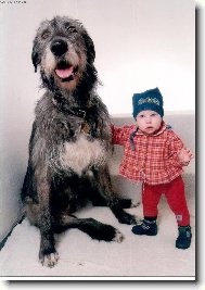 Irish Wolfhound
