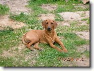 Rhodesian Ridgeback