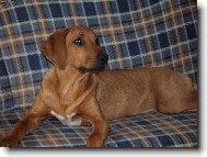 Rhodesian Ridgeback