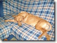 Rhodesian Ridgeback