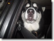 Alaskan Malamute