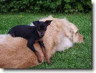 German Pinscher