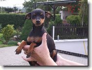 German Pinscher