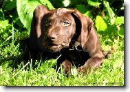 Deutscher Kurzhaariger Vorstehhund