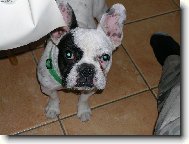 Bouledogue francais, French Bulldog