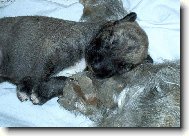 Irish Wolfhound