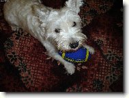 Welsh Terrier