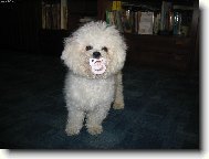 Bichon  poil fris, Bichon Frise