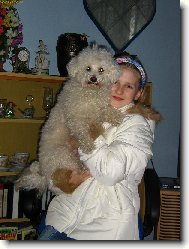 Bichon  poil fris, Bichon Frise