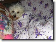 Bichon  poil fris, Bichon Frise
