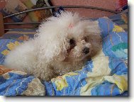 Bichon  poil fris, Bichon Frise
