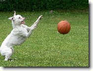 Deutscher Boxer
