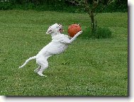 Deutscher Boxer