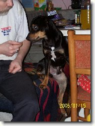 German Pinscher