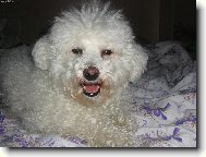 Bichon  poil fris, Bichon Frise