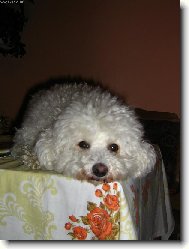 Bichon  poil fris, Bichon Frise