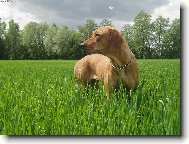 Rhodesian Ridgeback