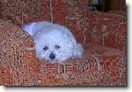 Bichon  poil fris, Bichon Frise
