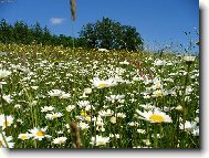 Tanacetum parthenium L.