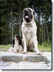 English Mastiff