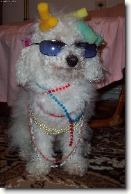 Bichon  poil fris, Bichon Frise