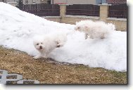 Bichon  poil fris, Bichon Frise