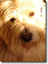 West Highland White Terrier