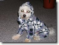 Maltese