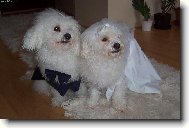 Bichon  poil fris, Bichon Frise