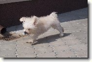 Bichon  poil fris, Bichon Frise