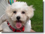 Bichon  poil fris, Bichon Frise