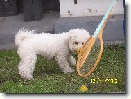 Bichon  poil fris, Bichon Frise