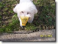 Bichon  poil fris, Bichon Frise