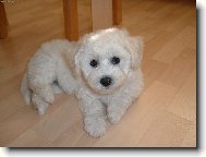 Bichon  poil fris, Bichon Frise