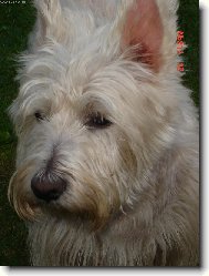 West Highland White Terrier