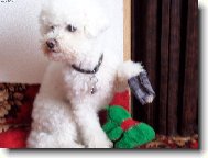 Bichon  poil fris, Bichon Frise