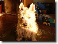West Highland White Terrier