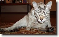 Siamese cat