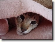 Siamese cat