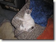 Siamese cat