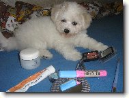 Bichon  poil fris, Bichon Frise