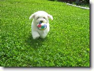 Bichon  poil fris, Bichon Frise