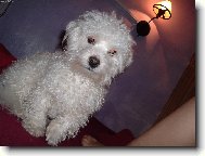 Bichon  poil fris, Bichon Frise