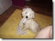 Maltese