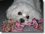 Maltese