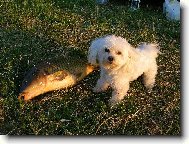 Maltese