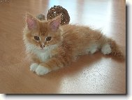 Maine Coon