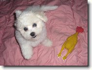 Bichon  poil fris, Bichon Frise