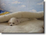 Bichon  poil fris, Bichon Frise